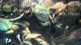 Soft Shell Crab 软壳蟹  ソフトシェルクラブ swimming  AMK Co., in Yangon , Myanmar. screenshot 5