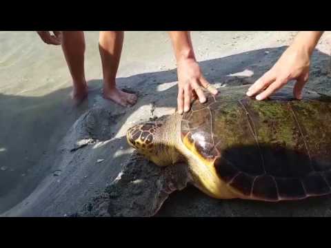 Video: Cum Se țese O Broască țestoasă Voluminoasă Din Mărgele
