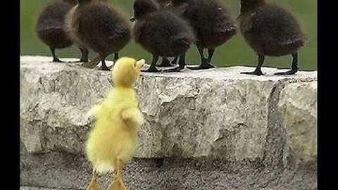 Open minded video 5 4