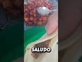 PAPAS CON CHORIZO