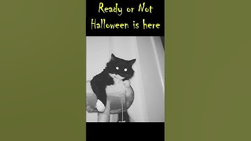 Ready or not, Halloween is here 🦇🐈‍⬛🙀 - Mr. Darcy, tuxedo cat #Shorts
