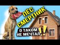 Скелет Веня был обречён, а теперь он хозяин коттеджа | Невероятная история спасения собаки