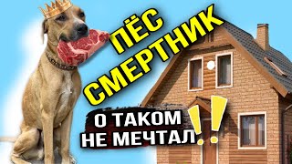 Скелет Веня был обречён, а теперь он хозяин коттеджа | Невероятная история спасения собаки