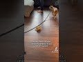 Tortoise attacks Chihuahua!