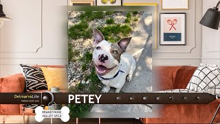 Pet Connect - June 7, 2024