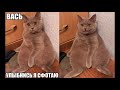 Super Funny Cat & Dog Videos 04