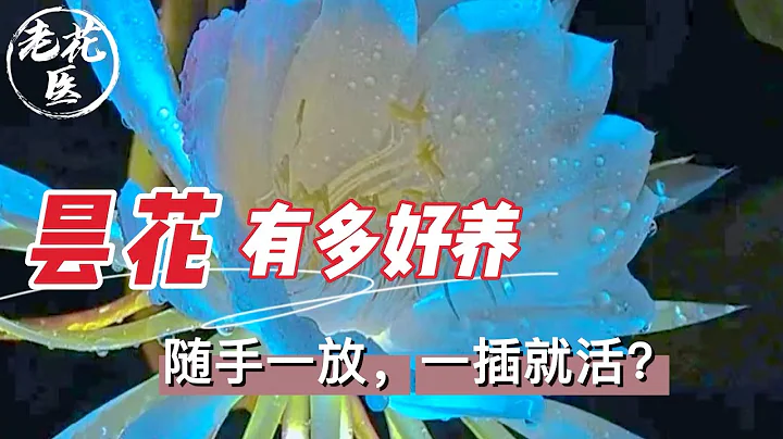 【老花醫植物推薦】曇花到底有多好養？隨手一放一插就活？曇花養護教學Tips and tricks for Epiphany. - 天天要聞