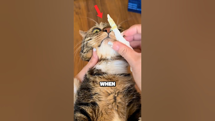 This cat’s life changed after this!