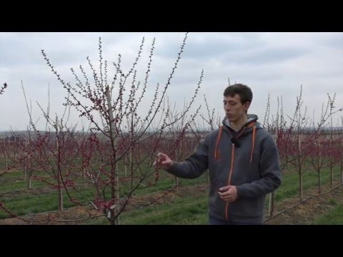 Video: Aprikosenbäume ausdünnen – wann und wie man Aprikosenfrüchte ausdünnt