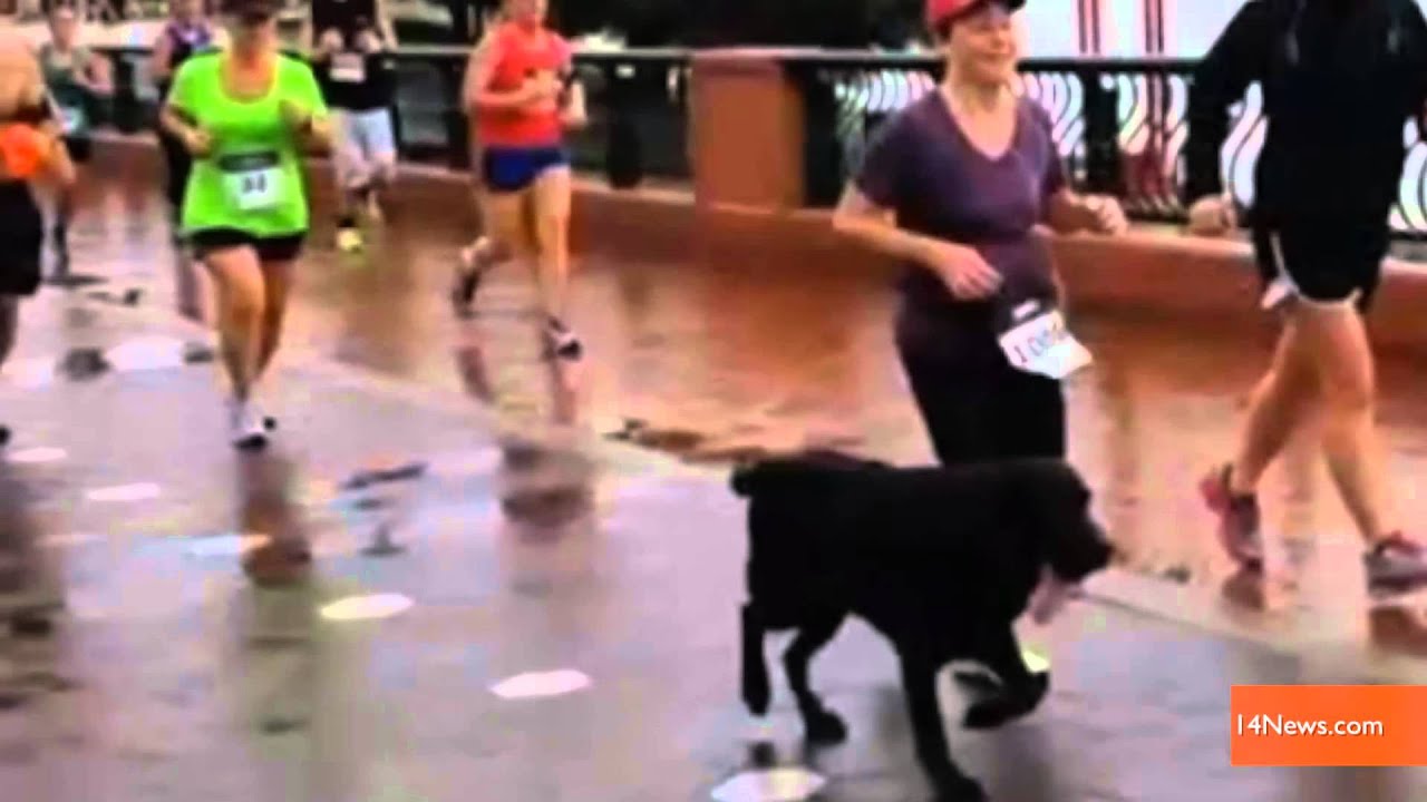 Lost Dog Completes HalfMarathon, is Reunited With Owner YouTube