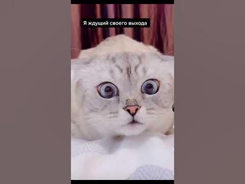 Где варяги - там напряги 😏 - YouTube