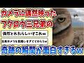 【2ch動物スレ】偶然カメラに映った三匹の【フクロウ】兄弟、奇跡の瞬間があまりにも面白すぎるｗｗｗ
