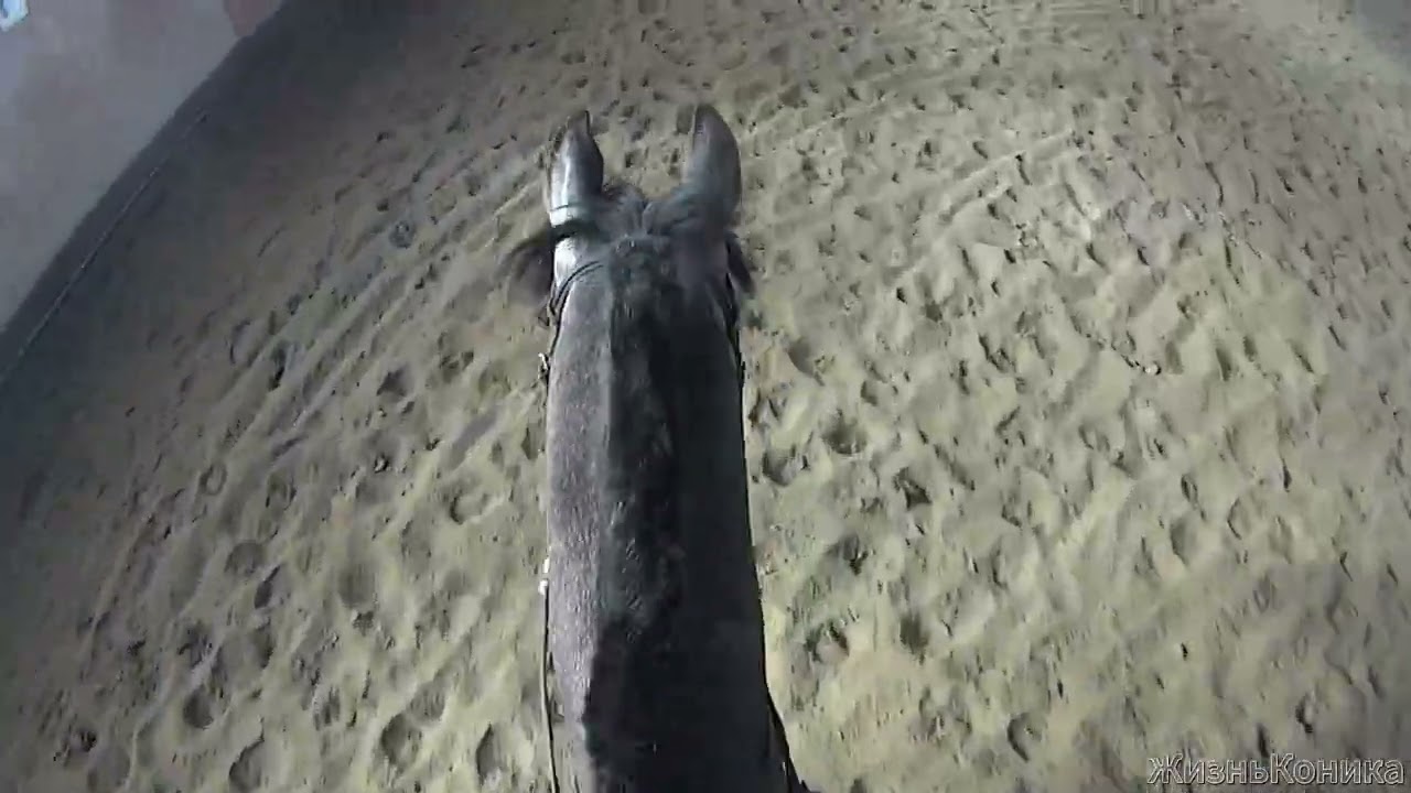 Прыгаем оксер на Пампее /верховая езда\ кокур: )