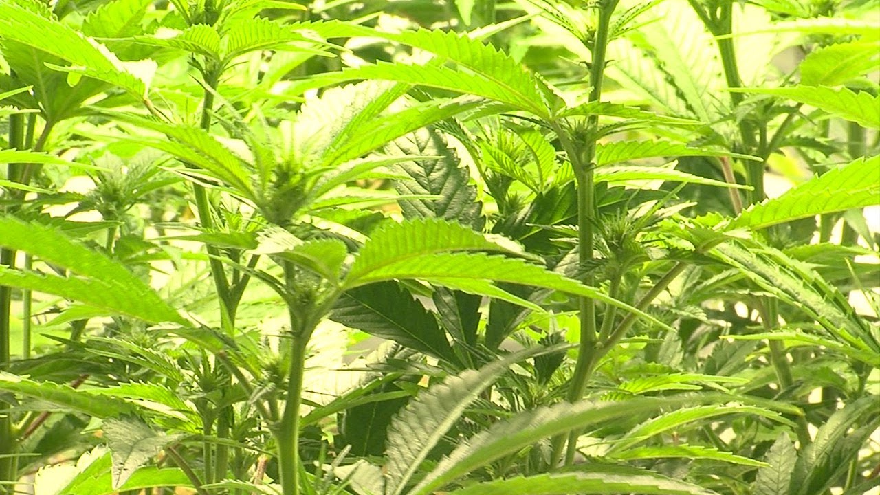Florida Senate Approves Charlotte’s Web Strain of Cannabis Florida Senate Approves Charlotte’s Web Strain of Cannabis