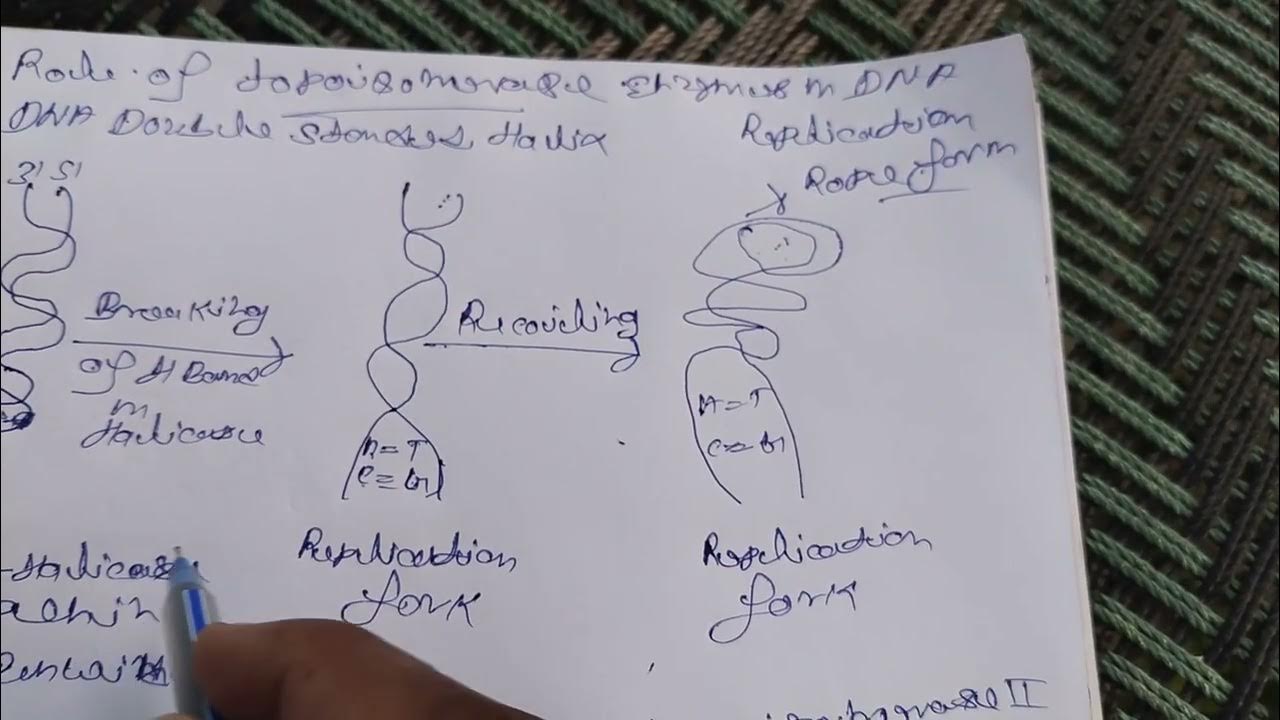 Role of topoisomerase enzyme in DNA Replication YouTube