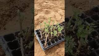لأول مره زراعة الرغل في سلطنة عمان للتواصل 00971526728912