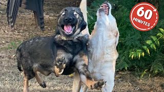 Animals Being The Best Comedians 2025 πNEW Funny ANIMALS Video