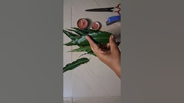 leaves toran/diwali decoration ideas at home | Diwali decor with mango leaves #shorts #craft #diwali