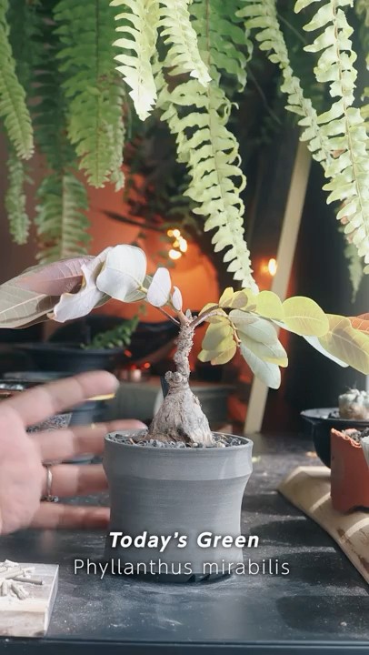 🗣 Leaves preparing for sleep. Phyllanthus mirabilis | Today's pot