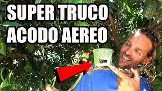 Como Reproducir Cualquier Arbol || Acodo Aereo 🌳