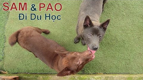 SAM & PAO: Đi Du Học Xa Nhà / Chó H