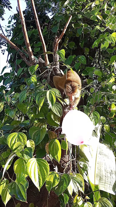 අඩෝ මු ඉවරයි 😁 Monkey Funny eating shorts #monkeycomedy #viralvideos #animalcomedy
