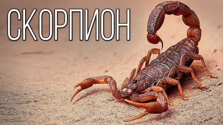 Скорпионы: Древние хищники из мира животных | Интересные факты про скорпионов