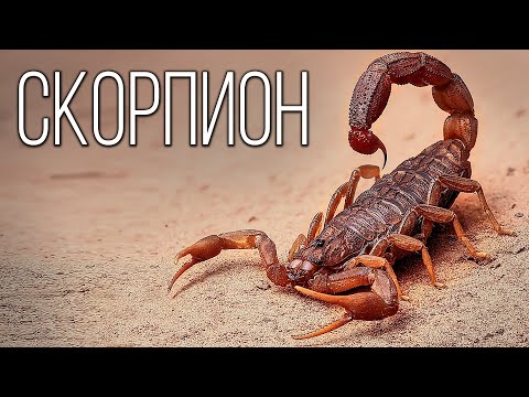 Video: Der größte Skorpion: Abmessungen, Beschreibung, Foto