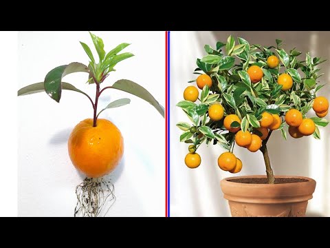 New idea ! Growing Oranges With Aloe Vera and garlic​ | How to Grafting Oranges