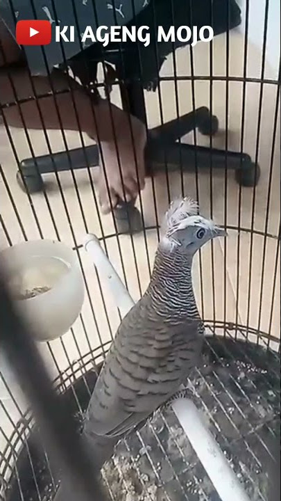 songgo ratu turtledove || perkutut songgo ratu