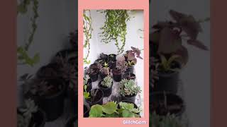 Balcony Gardening