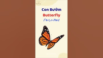 Con Bướm - Học từ vựng và phát âm tiếng Anh #thaytuvuitinh