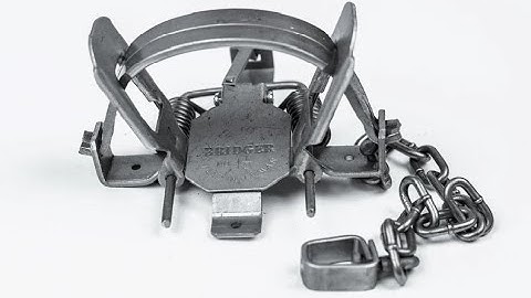 Bridger #1.5 "Special" Trap (Great for coon, mink, and muskrat trapping!)