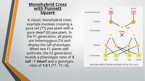 Mendelian Genetics 