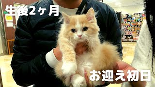 子猫お迎え初日、ペットショップに生後3ヶ月のてお君を迎えにいってきました立ち耳スコティッシュストレート