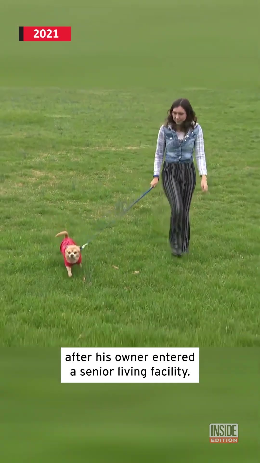 Was This the Worst Dog in America? #shorts