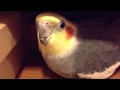 Cockatiel screaming