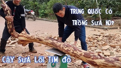 2 cây sưa vân gỗ tím đen - bên Trung Quốc có trồng sưa ko - để làm gì với gỗ sưa