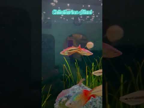 Video Rainbow Fish VN - Chilatherina Alleni - youtube