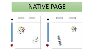 Clear Native PAGE (CN-PAGE) -Native PAGE (مترجم للعربية) | protein gel electrophoresis -3