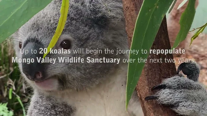 Connoisseur x WildArk Koala Rewilding Project Australia