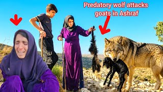 😭 A wolf attacked Ashraf's goats; this mother's tears will break your heart.