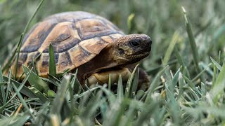 COMMENT rendre une tortue HEUREUSE ?