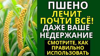 видео: ПШЕНО исцеляет почти от всего! Включая ваше недержание. Узнайте, как его правильно применять картинка: ПШЕНО исцеляет почти от всего! Включая ваше недержание. Узнайте, как его правильно применять