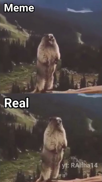 Screaming Beaver #meme (Meme vs Real)#shorts