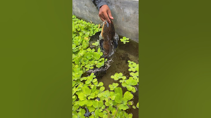 Niat berimakan ikan channa dan toman di kolam tapi jari tangan ku digigit red Barito😭 #500 #KOOKIKO
