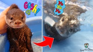 水が苦手なカワウソが泳げるようになるまで【ビンゴ2018総集編】Otter Bingo who was afraid of the water(2018 Collection)
