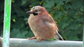 Third Jay Bird Baby, Just Fledged  Very Tiny and Fluffy / Balcony Bird Table