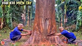 Chấn động mặt đất! Chủ Nhà Thưởng Nóng 10 Củ Nếu Vua Khỉ Cưa Được Mấy Cây Này. Cut down giant tree