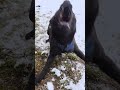 パニパニパニック